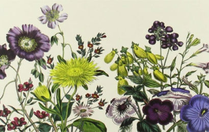 L’intelligenza dei fiori – Maurice Maeterlinck