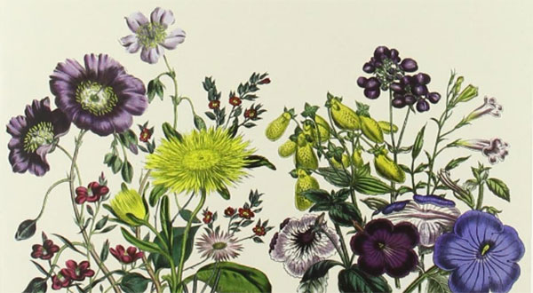 L’intelligenza dei fiori – Maurice Maeterlinck